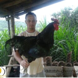 Ovos férteis de Gigante Negro de Jersey