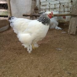 Ovos férteis de Brahma Light