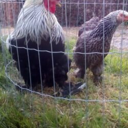 Ovos férteis de Brahma Dark