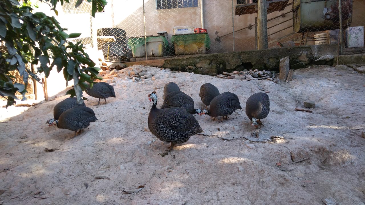 ovos galados de angola gigante