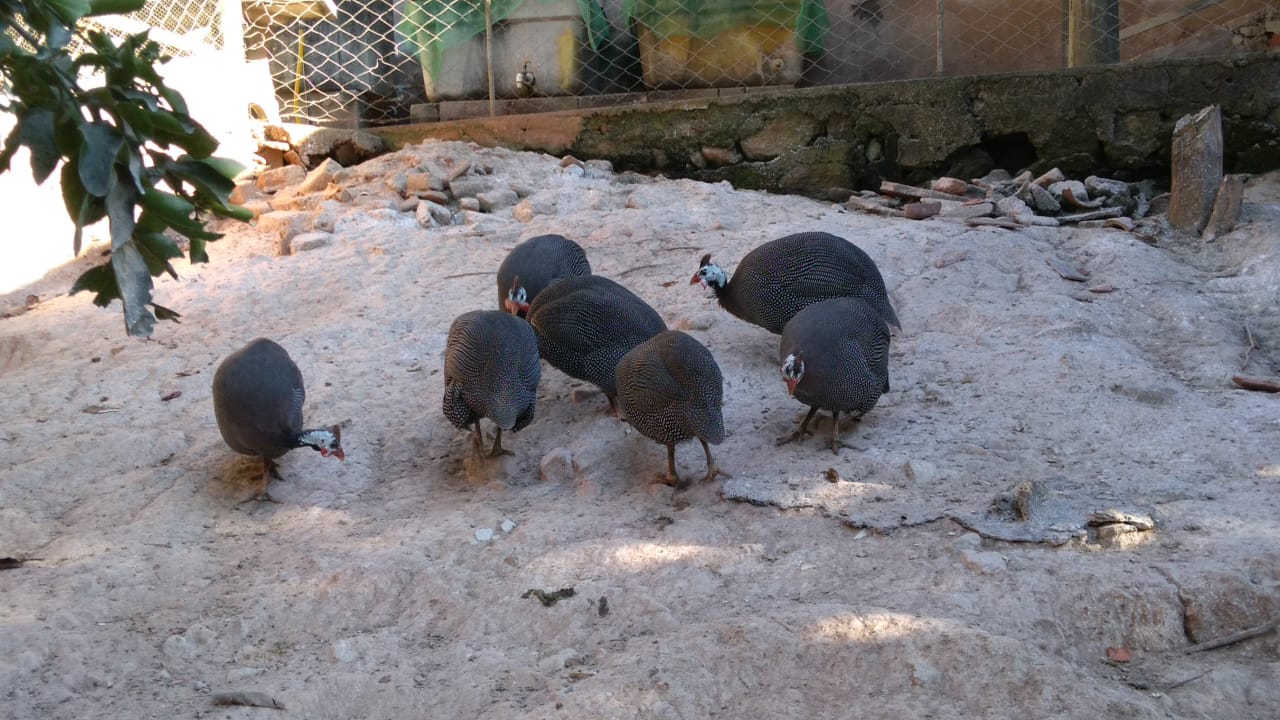 ovos galados de angola gigante - Imagem 2