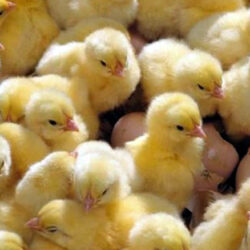 Pintinhos de Brahmas entre 1 a 7 dias de vida PEDIDO MINIMO DE 100 UNIDADES