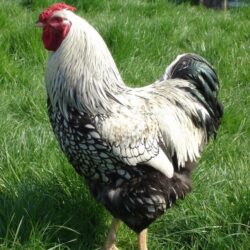 Ovos férteis de Wyandotte Prata Laceado
