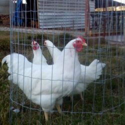 Ovos Férteis Plymowth  Rock branco
