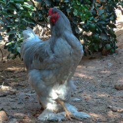 Ovos férteis de Brahma azul