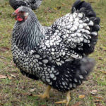 silver-laced-wyandotte1 (1)