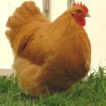 buff-orpington-chicken1