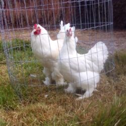 Ovos galados de Brahma Branco