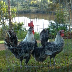 ovos galados de Campine prata