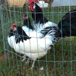 ovos galados de lakenvelder preto e branco