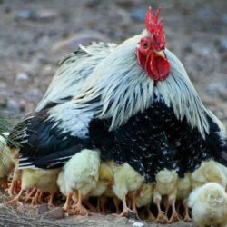 ovos caipira para chocar