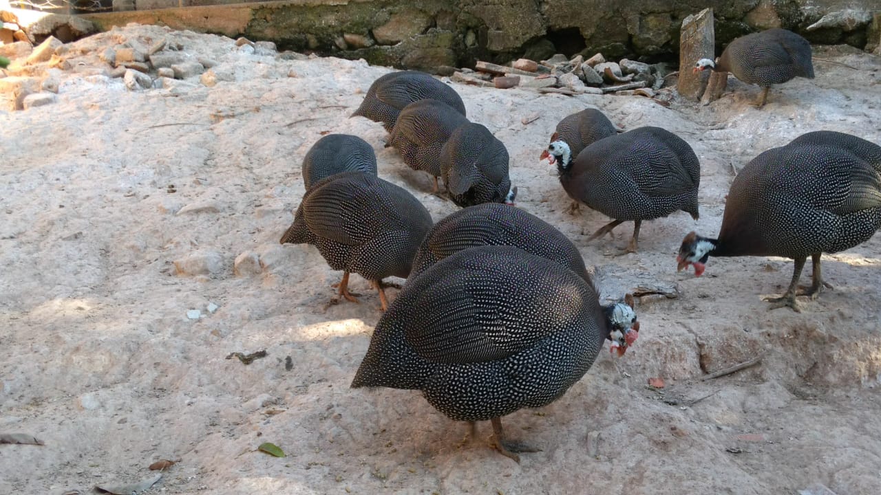 ovos galados de angola gigante - Imagem 4