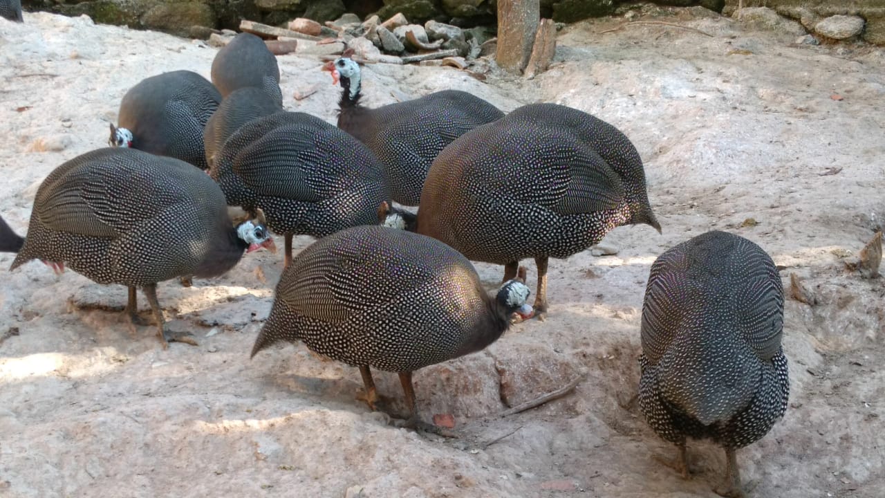 ovos galados de angola gigante - Imagem 7