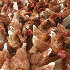 ovos ferteis de  Isa Braw