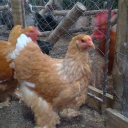 Brahma  Lemon Pyler valor de cada ovo