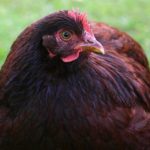 chicken-breeds-rhode-island-red-1_2048x