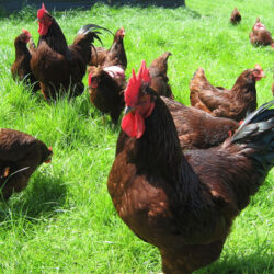 Rhode Island Red