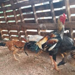 ovos galados de Índio Gigante