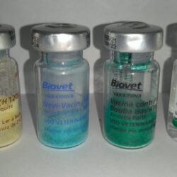 Kit vacinas . Bouba Forte, New castle e Bronquite aviaria infecciosa