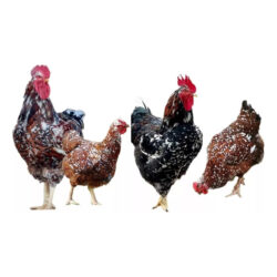ovos galados de Galinha Sertaneja Balão