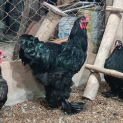 ovos galados de Brahma black